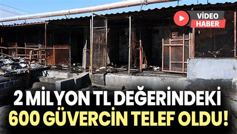 Diyarbakır’da 2 milyon TL değerindeki 600 güvercin alevler içinde telef oldu
